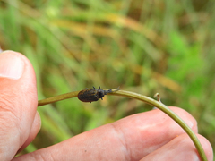 Mycterus curculioides