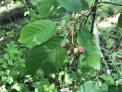 Amelanchier canadensis