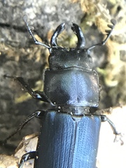Platycerus oregonensis