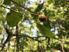 Amelanchier canadensis