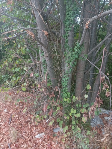 European beech