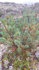 Pinus pumila, photograph (c) Violetta Dzizyurova, some rights reserved (CC BY)