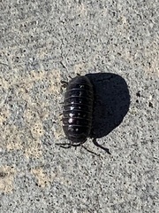 Armadillidium vulgare
