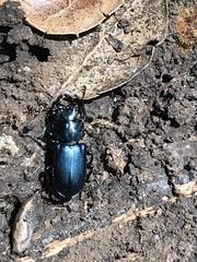 Platycerus oregonensis