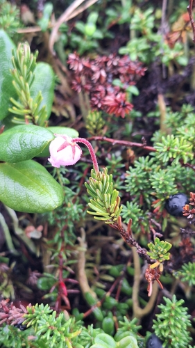 Phyllodoce caerulea, photograph 3