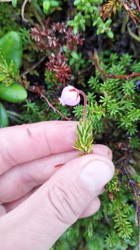 Phyllodoce caerulea, photograph 4