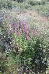 Penstemon pseudospectabilis