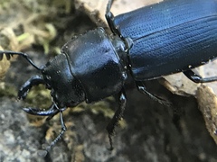 Platycerus oregonensis
