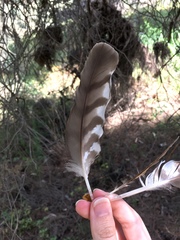 Accipiter nisus