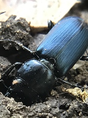 Platycerus oregonensis