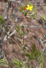 Camissoniopsis confusa