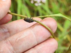 Mycterus curculioides
