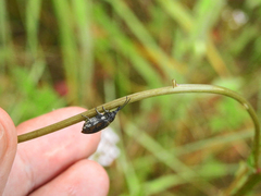 Mycterus curculioides