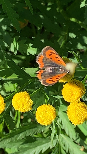 Small Copper