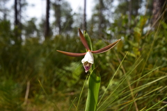 Cleistesiopsis oricamporum