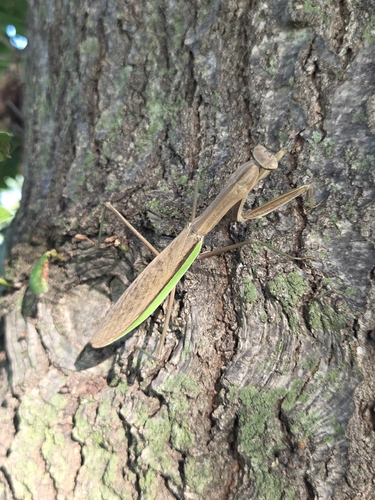 Chinese Mantis