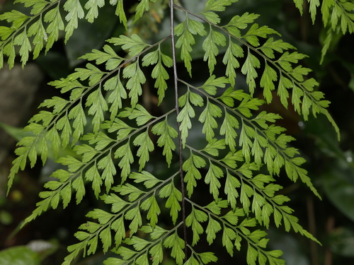 Asplenium pseudolaserpitiifolium observed 2026-08-23