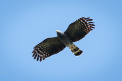 Hook-Billed Kite photo 2