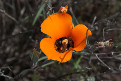 Calochortus kennedyi kennedyi