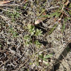 Comandra umbellata pallida