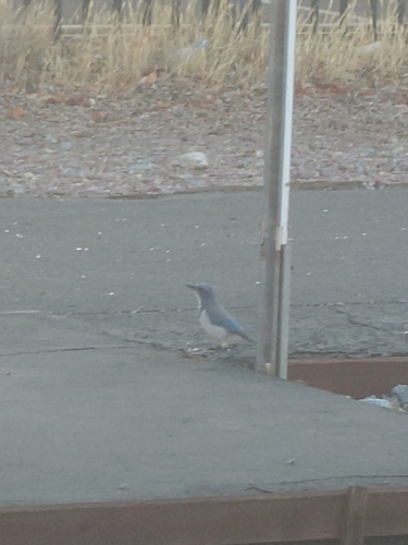 California Scrub-Jay