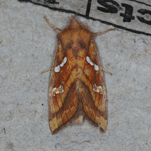Bracken Borer Moth photo 4