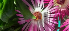 Cleretum bellidiforme, photograph (c) Dagmar Gleiss, some rights reserved (CC BY-SA)