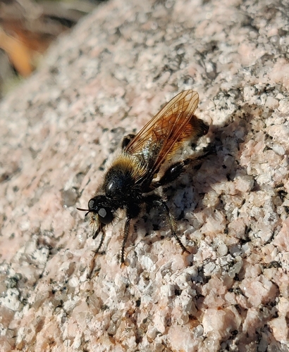 bumblebee robberfly