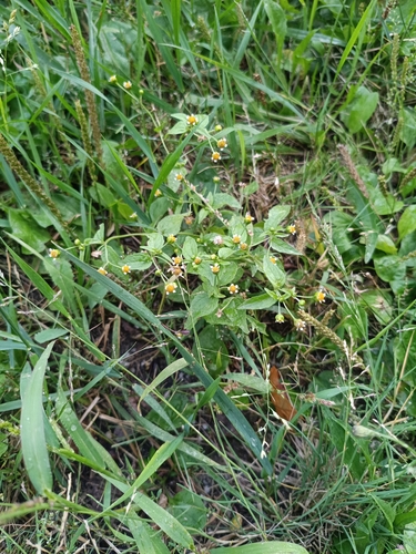 Наблюдение на iNaturalist