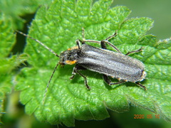 Cantharis paradoxa