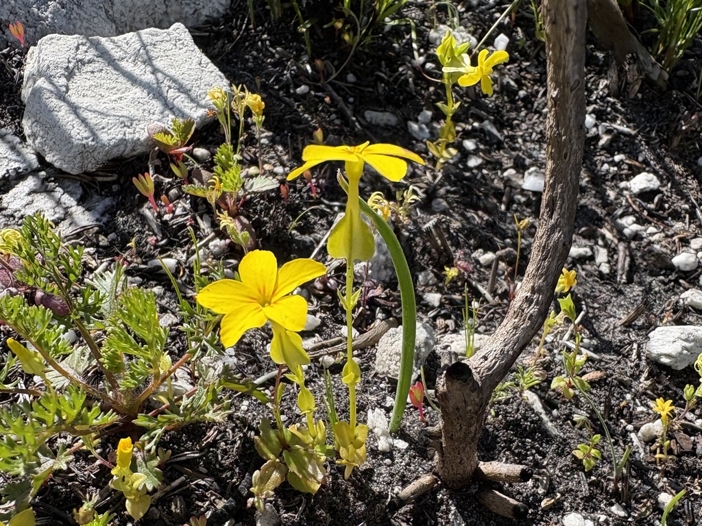 Sebaea exacoides; photograph (c) Charleen Brunke, some rights reserved (CC BY)