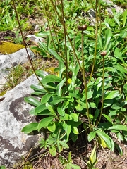 Globularia nudicaulis