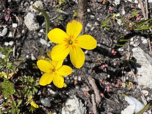 Sebaea exacoides, photograph 5