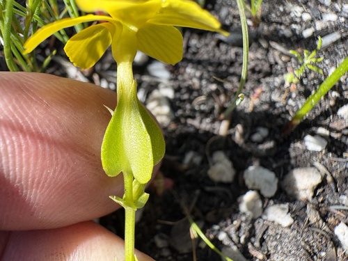 Sebaea exacoides, photograph 4
