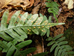 Polypodium appalachianum