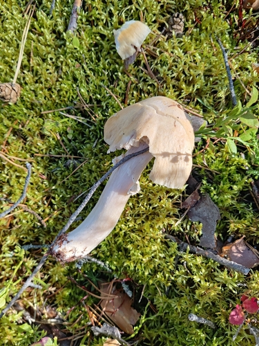 Wrinkled Cortinarius