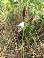 Cleistesiopsis oricamporum