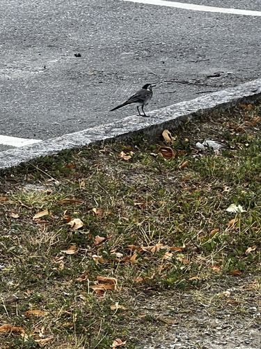 White Wagtail