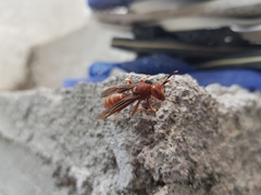 Polistes mexicanus
