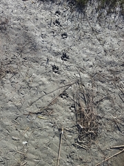 Nyctereutes procyonoides