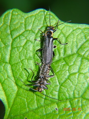 Cantharis paradoxa