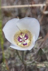 Calochortus ambiguus