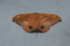 Patalene asychisaria