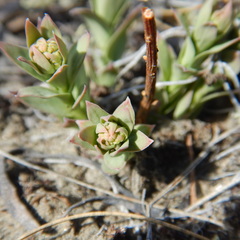 Comandra umbellata pallida