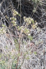 Lomatium nevadense