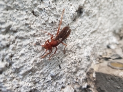 Polistes mexicanus