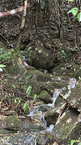 White-crowned Forktail