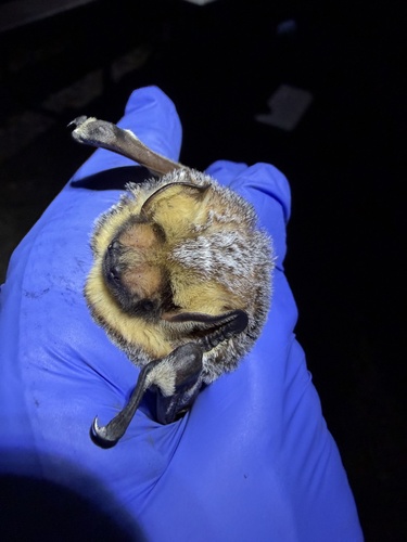 Northern Hoary Bat observed by loganstecker