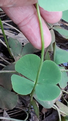Marsilea minuta