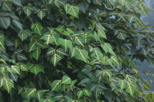 Erythrina variegata observed 2026-08-25